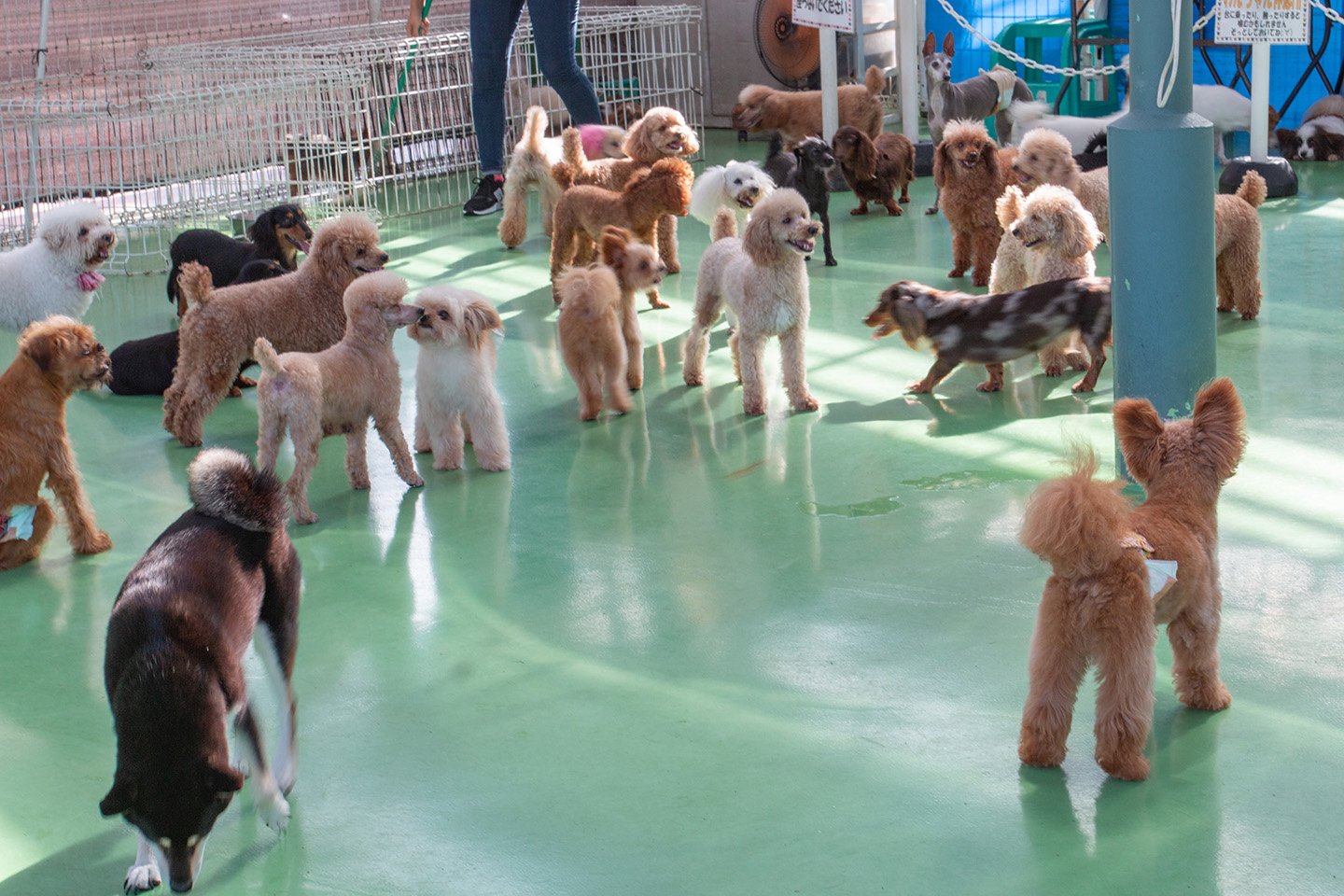 🐶 강아지 동물원(완완 도부츠엔) 이미지 7